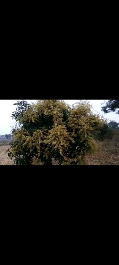 Boron Deficiency - Mango