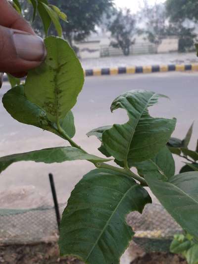 Red Hairy Caterpillar - Citrus