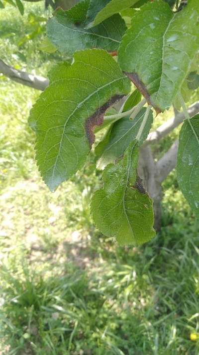 Potassium Deficiency - Apple