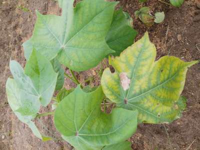 Alternaria Leaf Spot of Cotton - Cotton