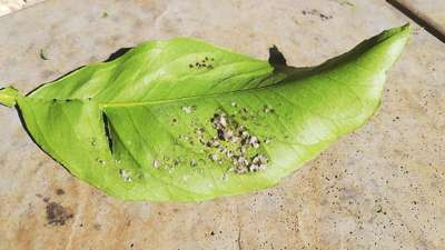 Citrus Psyllid - Citrus