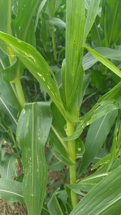 Fall Armyworm - Maize