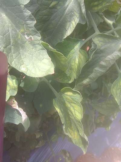 Downy Mildew - Tomato