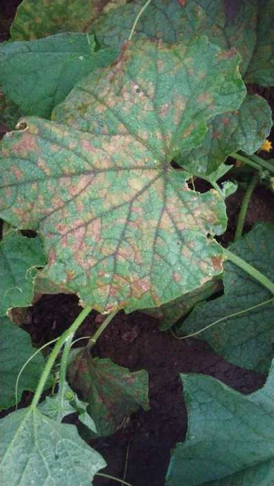 Downy Mildew of Cucurbits - Cucumber