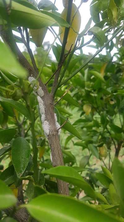 Citrus Leaf Miner - Citrus