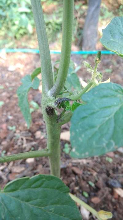 Stem Rot of Tomato - Tomato