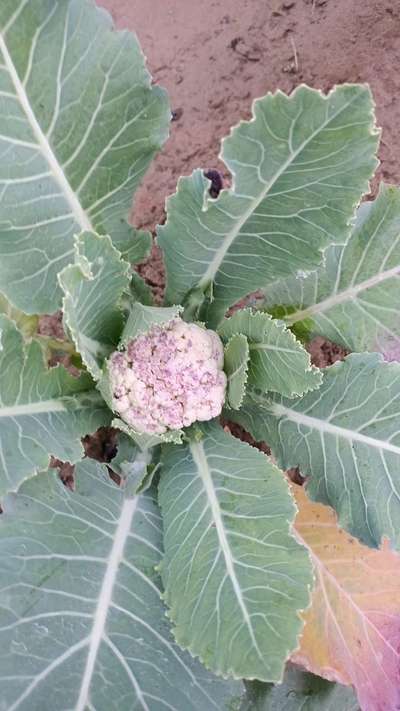 Boron Deficiency - Cauliflower