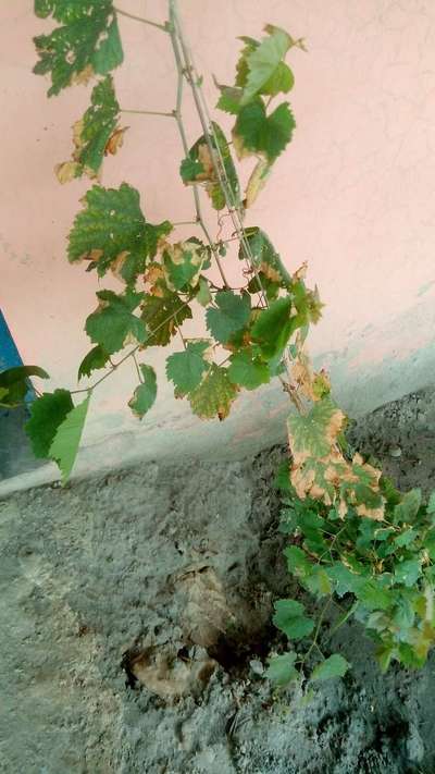 Potassium Deficiency - Grape