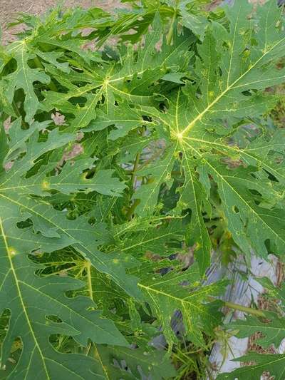 Papaya Leaf Curl Virus - Papaya