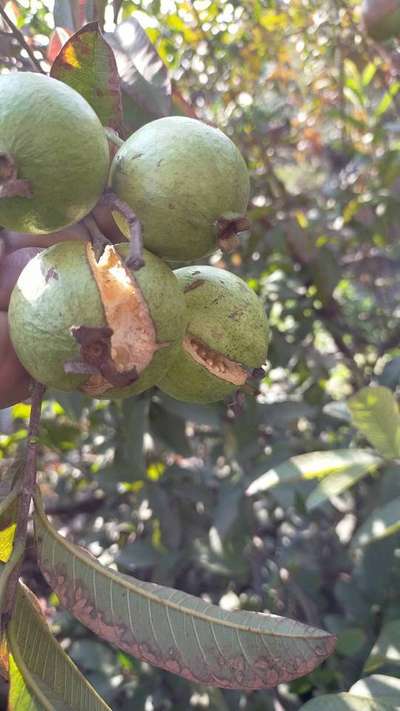 फायर ब्लाइट - सिट्रस (नींबू वंश)