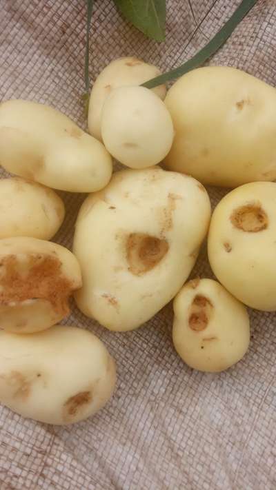બટાકાના કંદમાં ફુદા - બટાટા