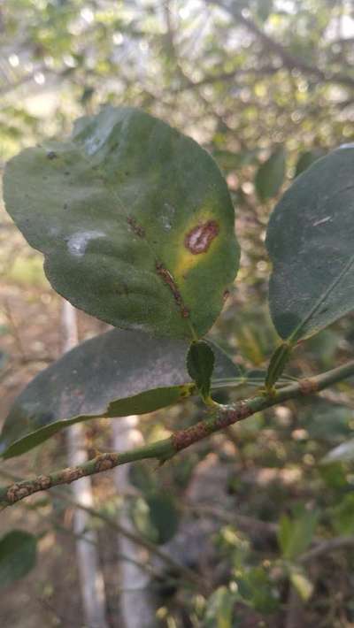 Anthracnose of Citrus - Citrus