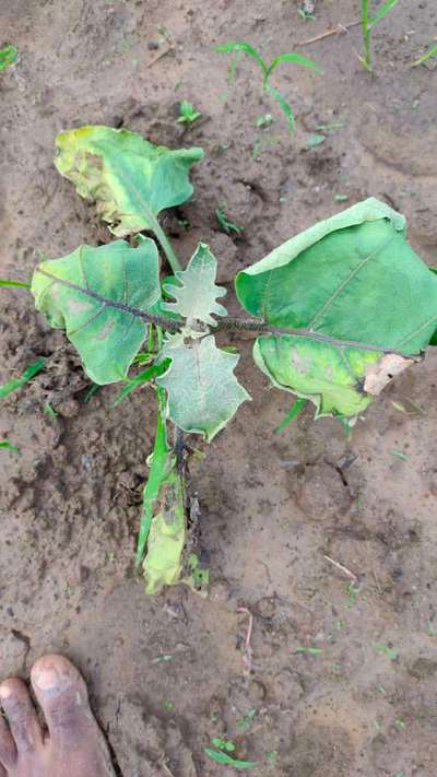 Brinjal Shoot and Fruit Borer - Brinjal