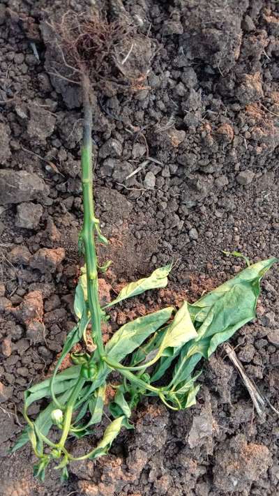 Foot and Collar Rot - Capsicum & Chilli