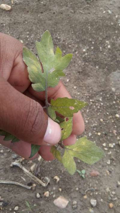 Flea Beetles - Tomato