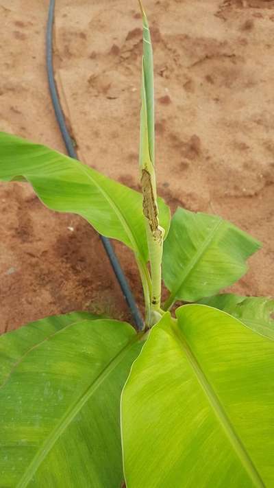 Tobacco Caterpillar - Banana