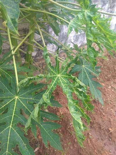 Papaya Leaf Curl Virus - Papaya