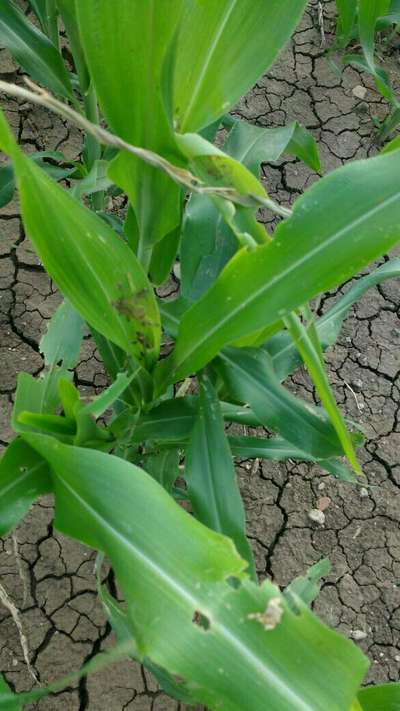 Fall Armyworm - Millet