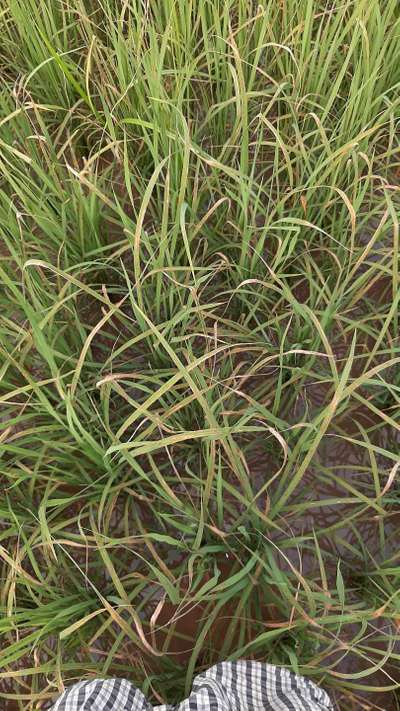 Bacterial Leaf Streak - Rice