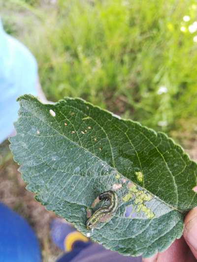 Apple Mosaic Virus - Apple