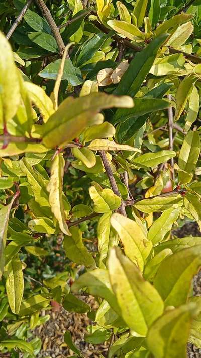 ಕಬ್ಬಿಣದ ಕೊರತೆ - ದಾಳಿಂಬೆ