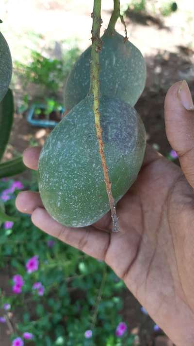 Powdery Mildew of Mango - Mango