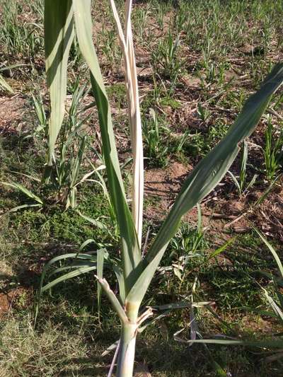 Early Shoot Borer - Sugarcane