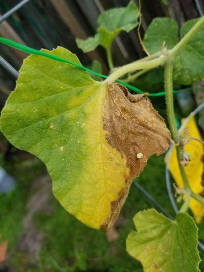 Gummy Stem Blight of Cucurbits - Melon