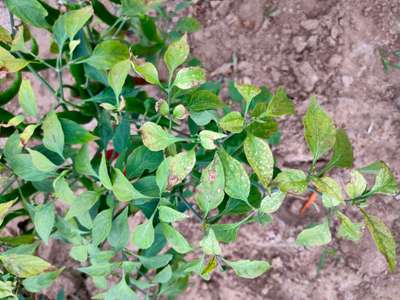 Chilli Cercospora Leaf Spot - Capsicum & Chilli