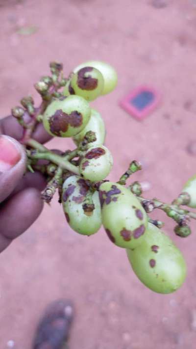 Black Rot of Grape - ద్రాక్ష