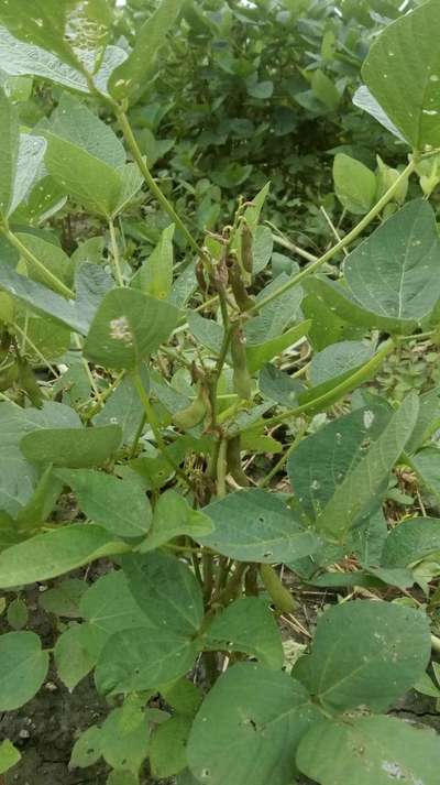 Bean Leaf Beetle - Soybean