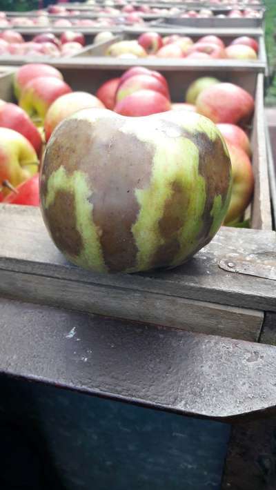 Apple Fruit Moth - Apple