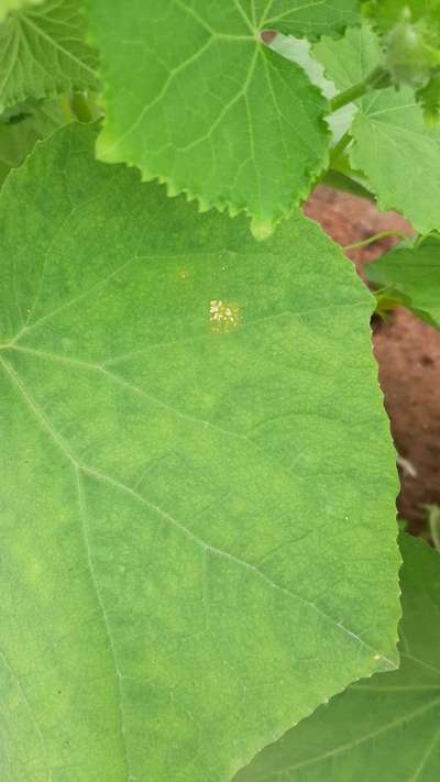 Thrips - Cucumber