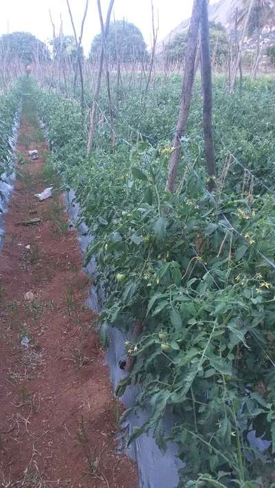 Spider Mites - Tomato