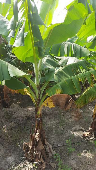 Yellow and Black Sigatoka - Banana