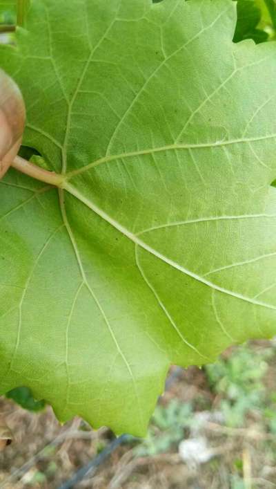 Anthracnose of Grape - Grape