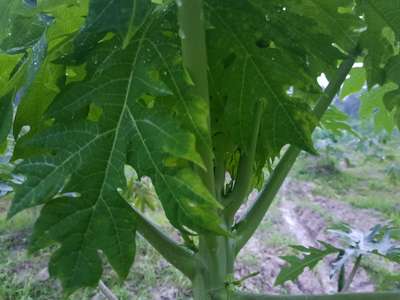 Potassium Deficiency - Papaya