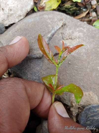 Aphids - Pomegranate