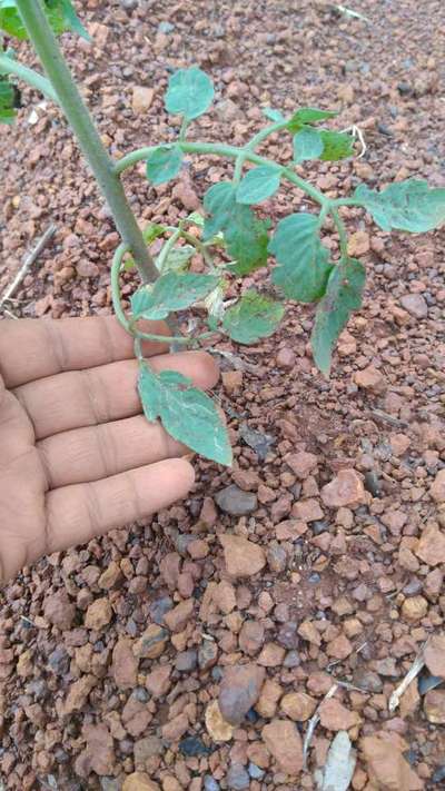 Tomato Leaf Miner - Tomato