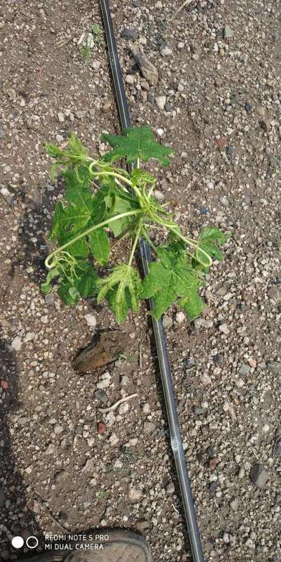 Papaya Leaf Curl Virus - Papaya