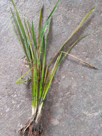 Stem Rot of Rice - Rice