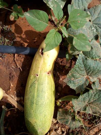Mouche du Melon - Concombres