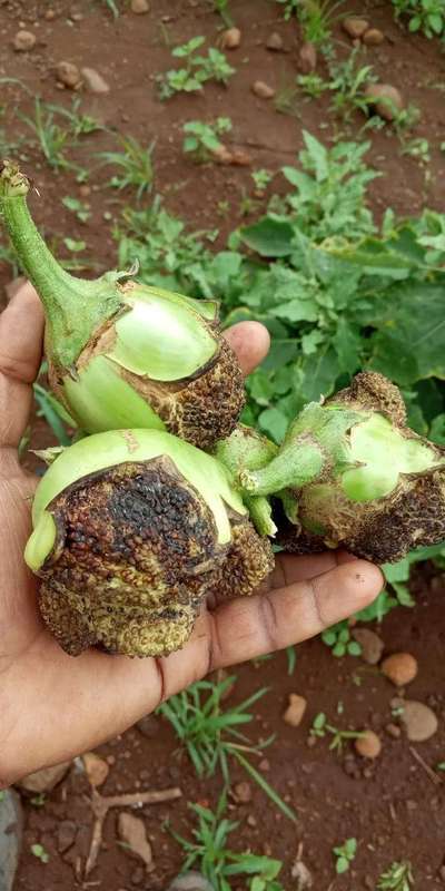 Calcium Deficiency - Brinjal