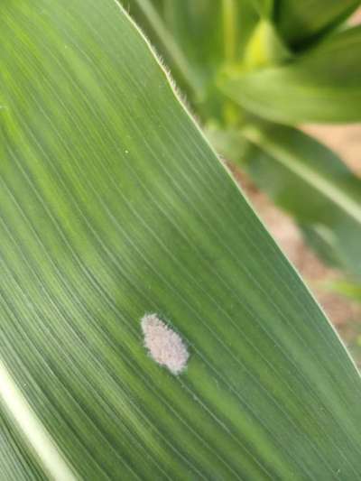 Mealybug - Maize