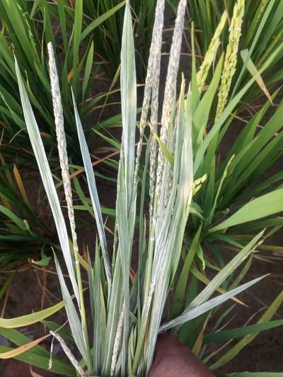 Phoma Sorghina in Rice - Rice