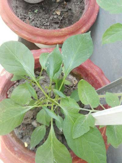 Broad Mite - Capsicum & Chilli