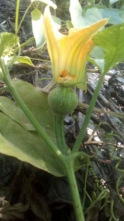 ফলের মাছি পোকা - কুমড়া