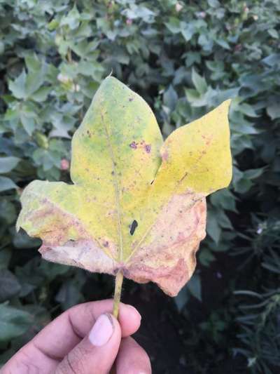 Nitrogen Deficiency - Cotton