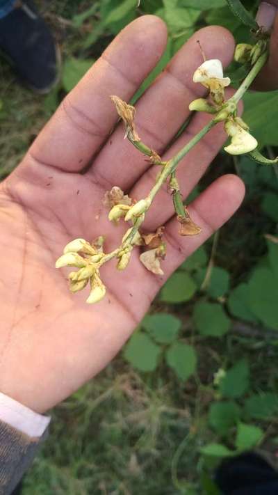 Bean Shoot Borer - Bean