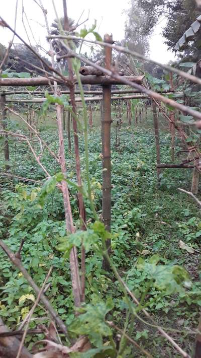 কুমড়া ফসলের পাতায় ডাউনি মিলডিউ রোগ - পেঁপে